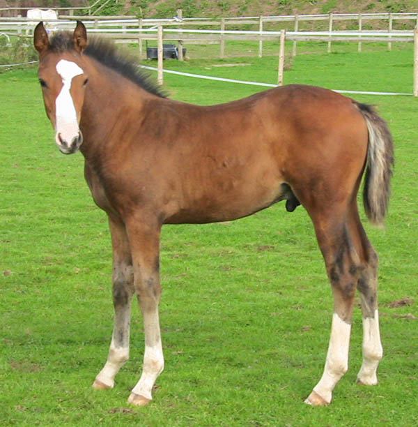 Warmblood Foals